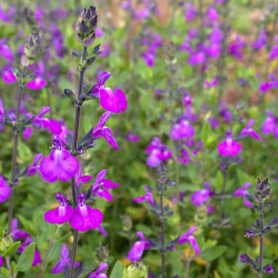 Salvia 'Cristine Yeo' Salvia 'Cristine Yeo'