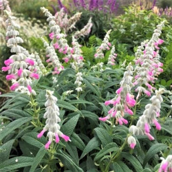 Salvia leucantha 'Danielle's Dream' Salvia leucantha 'Danielle's Dream'