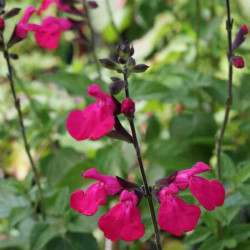 Salvia jamensis 'Dorset Wonder' Salvia jamensis 'Dorset Wonder'
