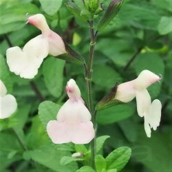 Salvia jamensis 'Trelissick'  Salvia jamensis 'Trelissick'