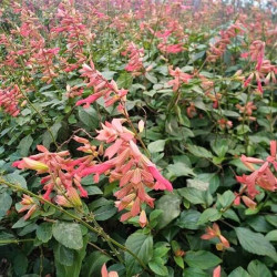 Salvia 'Ember's Wish' Salvia 'Ember's Wish'