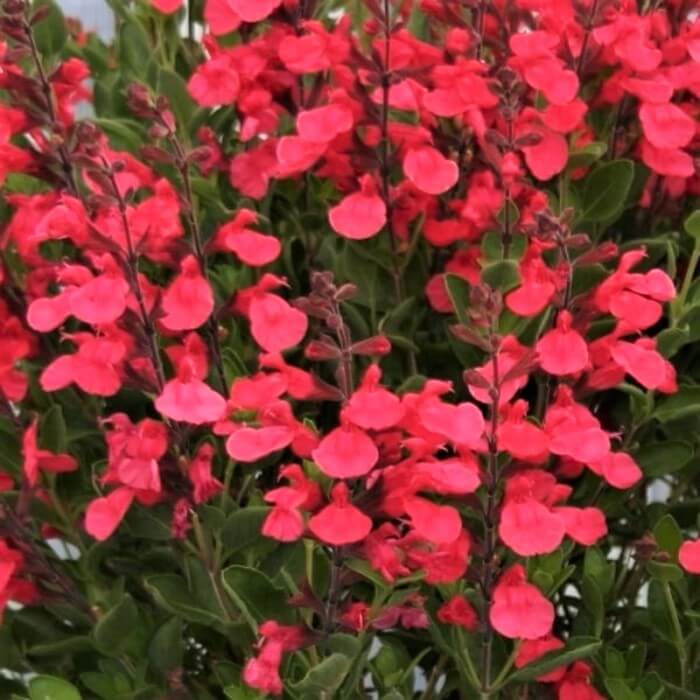 Salvia jamensis 'Flammen'