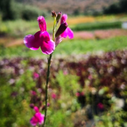 Salvia greggii 'Icing Sugar' Salvia greggii 'Icing Sugar'