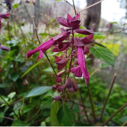 Salvia 'Love and Wishes' Salvia 'Love and Wishes'