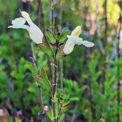 Salvia 'Lucilla' Salvia 'Lucilla'