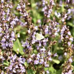 Salvia 'Mas de Lunès' Salvia 'Mas de Lunès'