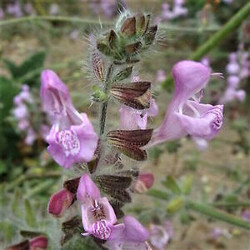 Salvia 'Montagne de l'Hortus' Salvia 'Montagne de l'Hortus'