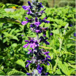 Salvia 'Mystic Spires Blue' Salvia 'Mystic Spires Blue'