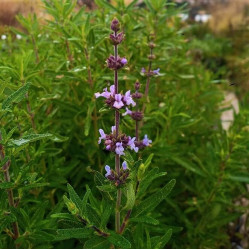 Salvia brandegei 'Pacific Blue' Salvia brandegei 'Pacific Blue'