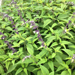 Salvia 'Phyllis Fancy' Salvia 'Phyllis Fancy'