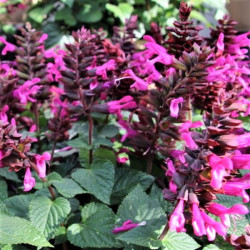 Salvia 'Rockin Fuchsia' Salvia 'Rockin Fuchsia'