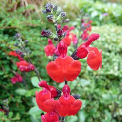 Salvia jamensis 'Royal Bumble' Salvia jamensis 'Royal Bumble'