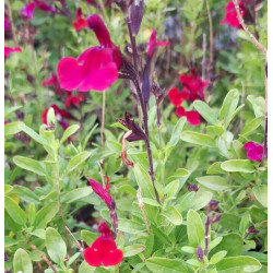 Salvia greggii 'Royal Burgundy' Salvia greggii 'Royal Burgundy'