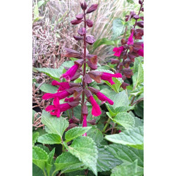 Salvia 'Strawberry Lake' Salvia 'Strawberry Lake'