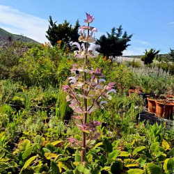 Salvia sclarea 'Vatican White' Salvia sclarea 'Vatican White'