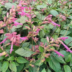 Salvia 'Wendy's Wish'