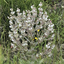 Salvia aethiopis Salvia aethiopis