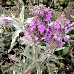 Salvia apiana 'Vicky Romo' Salvia apiana 'Vicky Romo'