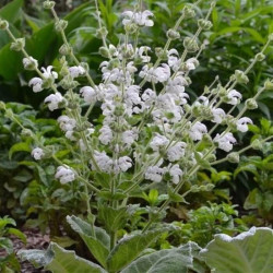 Salvia argentea Salvia argentea