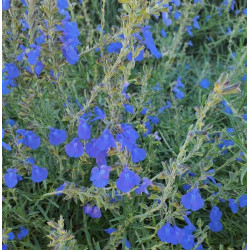 Salvia azurea