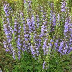 Salvia barrelieri Salvia barrelieri