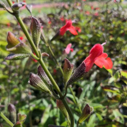 Salvia blepharophylla 'Diablo' Salvia blepharophylla 'Diablo'
