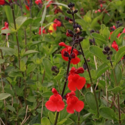 Salvia blepharophylla 'Painted Lady' Salvia blepharophylla 'Painted Lady'