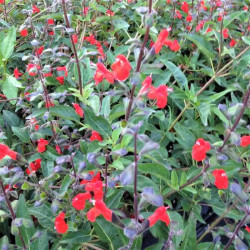 Salvia blepharophylla