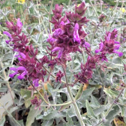 Salvia canariensis Salvia canariensis