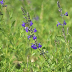 Salvia chamaedriodes Salvia chamaedriodes
