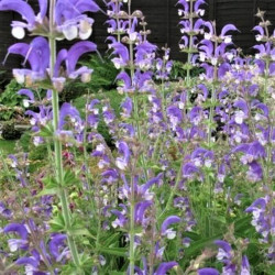 Salvia chrysophylla Salvia chrysophylla