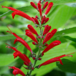 Salvia cinnabarina Salvia cinnabarina