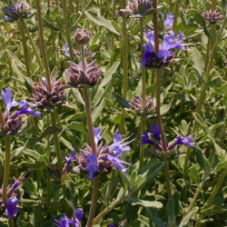 Salvia clevelandii 'Allen Chickering' Salvia clevelandii 'Allen Chickering'