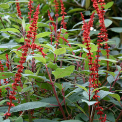 Salvia confertiflora Salvia confertiflora