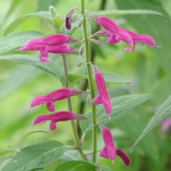 Salvia curviflora