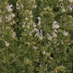 Salvia desoleana Salvia desoleana