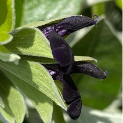 Salvia discolor