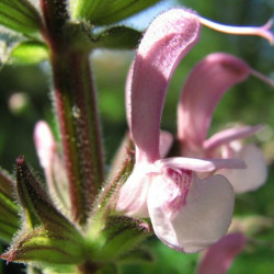 Salvia eigii Salvia eigii