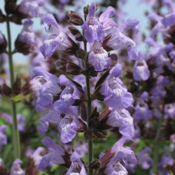 Salvia fruticosa Salvia fruticosa