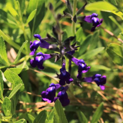 Salvia jamensis 'Blue Note' Salvia jamensis 'Blue Note'