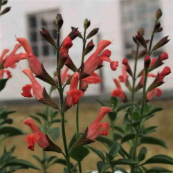 Salvia greggii 'Peach' Salvia greggii 'Peach'
