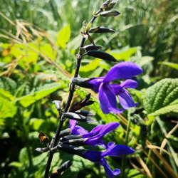 Salvia guaranitica 'Black and Bloom'
