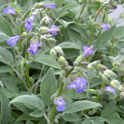 Salvia heldreichiana Salvia heldreichiana