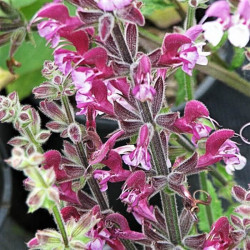 Salvia hierosolymitana Salvia hierosolymitana