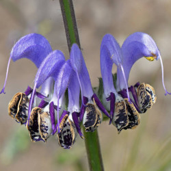 Salvia indica Salvia indica