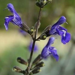 Salvia interrupta x candelabrum Salvia interrupta x candelabrum