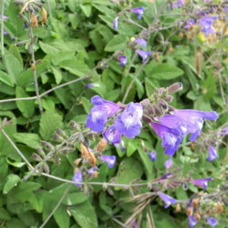 Salvia interrupta  Salvia interrupta