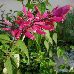 Salvia involucrata 'Hadspen' Salvia involucrata 'Hadspen'