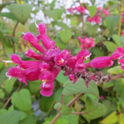 Salvia involucrata Salvia involucrata
