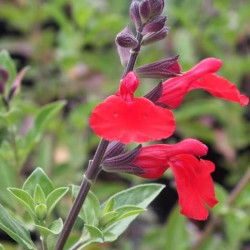 Salvia jamensis 'Cherry Queen' Salvia jamensis 'Cherry Queen'